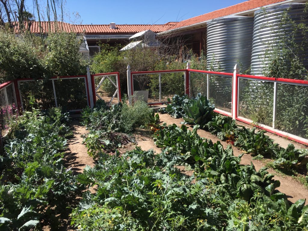 blue-baldwin-manzo-elementary-escuela-ecology-school-garden-tucson